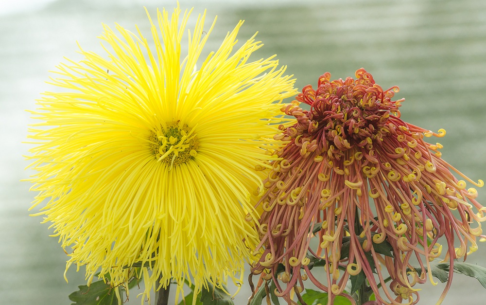 不是花中偏爱菊,此花开尽更无花.元稹《菊花》